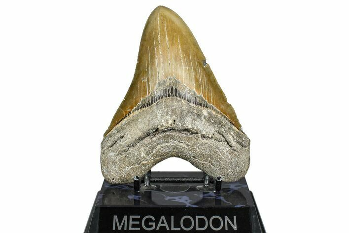 Serrated, Fossil Megalodon Tooth - North Carolina #365009